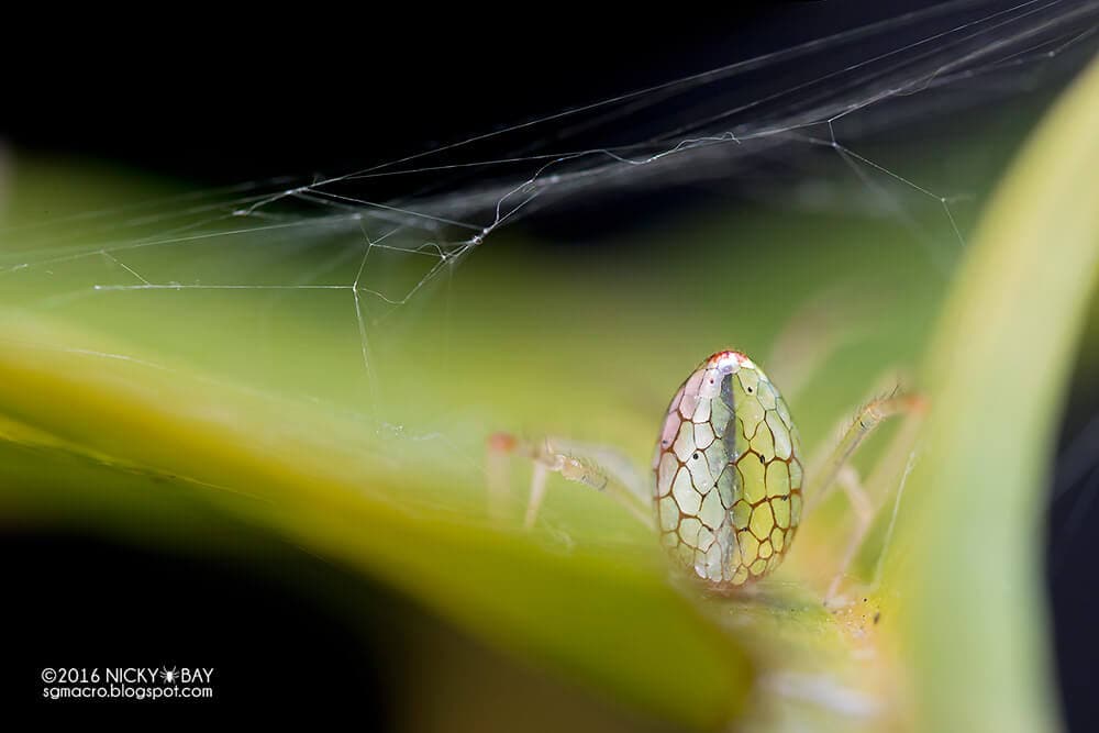 Reflective Camouflage: These Mirror Spiders Look Like Jewelry Made Of Mirror Shards mirror-spider-5