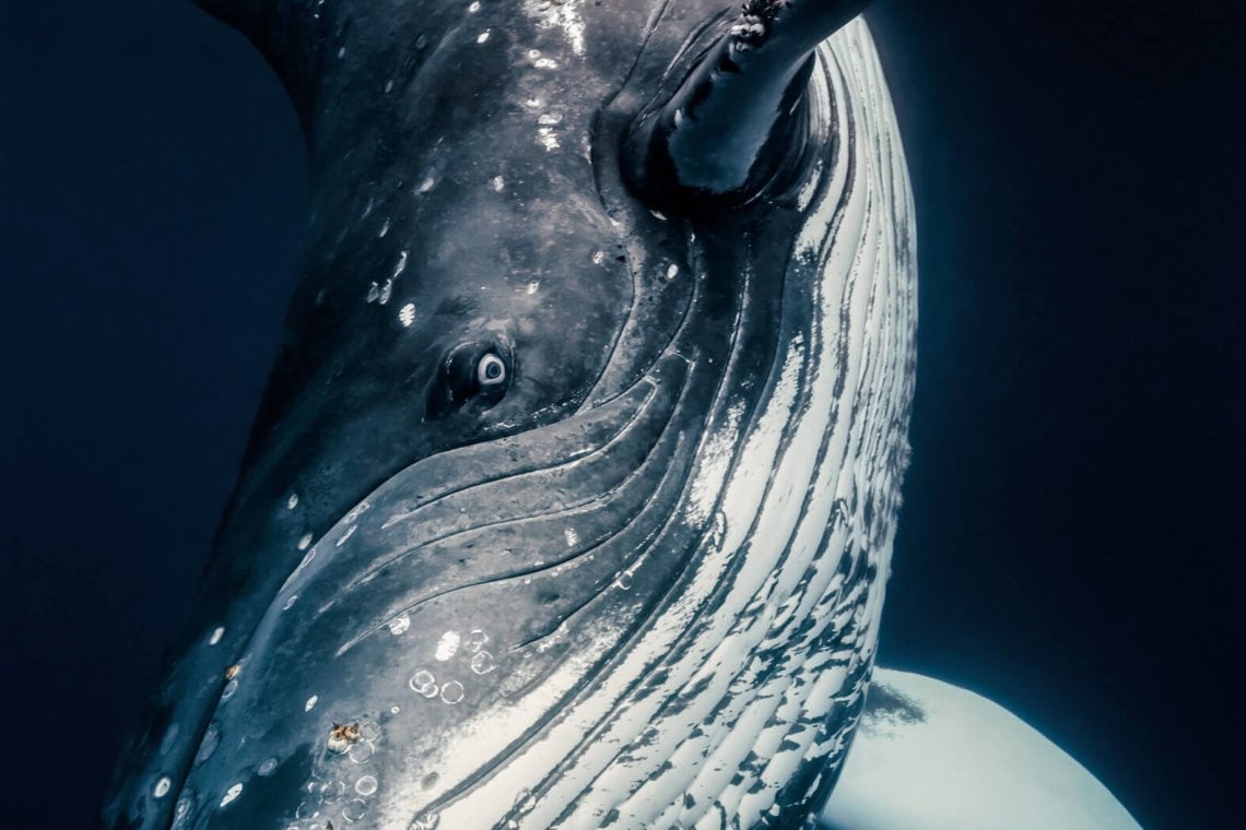 Beautiful Photos Of Newborn Whales In The South Pacific By Rita Kluge