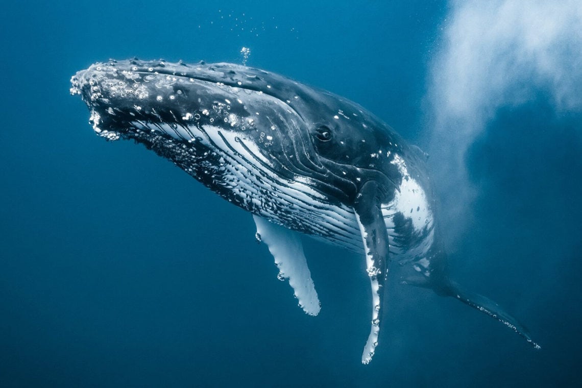 Как спят киты в океане фото