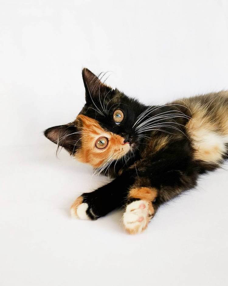 Meet Yana, The Two-Faced Kitty That Is Captivating The World | FREEYORK