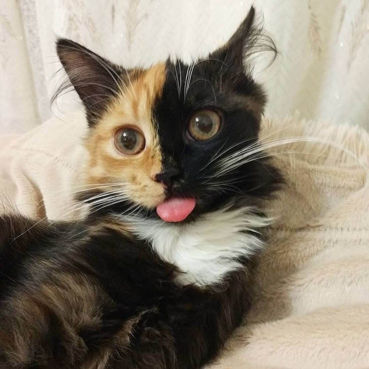 Meet Yana, The Two-Faced Kitty That Is Captivating The World | FREEYORK