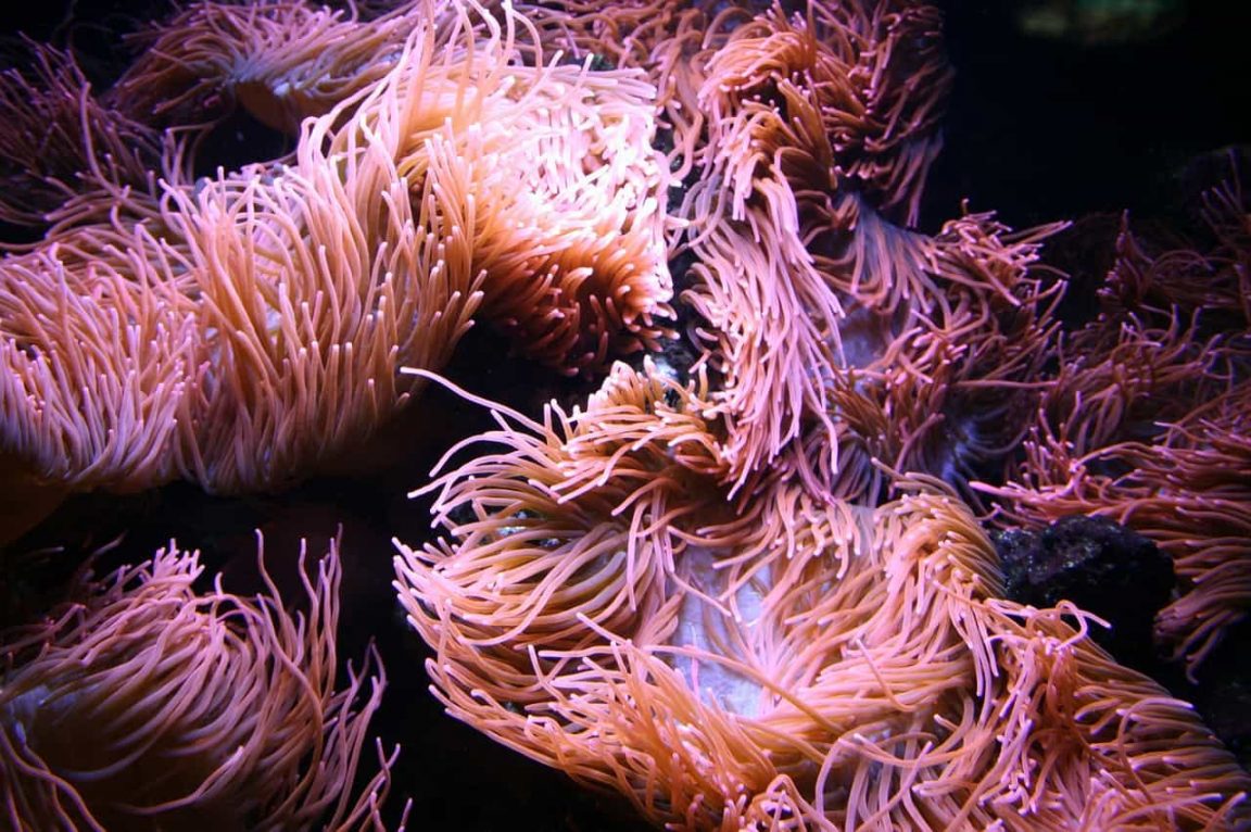 Organism