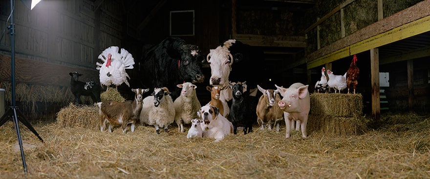 farm animal photography rob macinnis 11