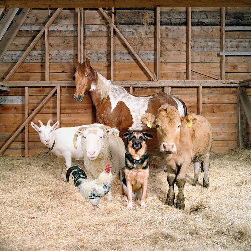farm animal photography rob macinnis 8