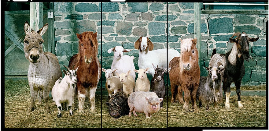 farm animal photography rob macinnis 9