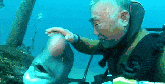 diver fish 25 year friendship hiroyuki arakawa japan fy 2