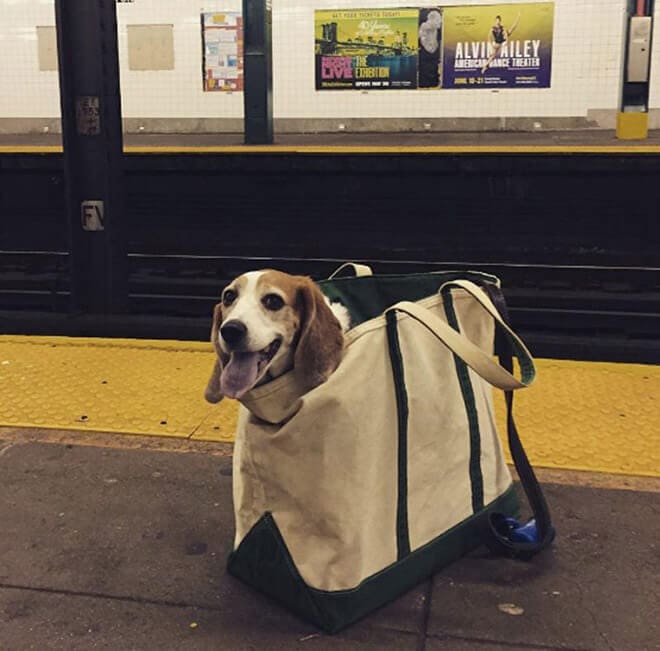 nyc subway banns dogs fy 4