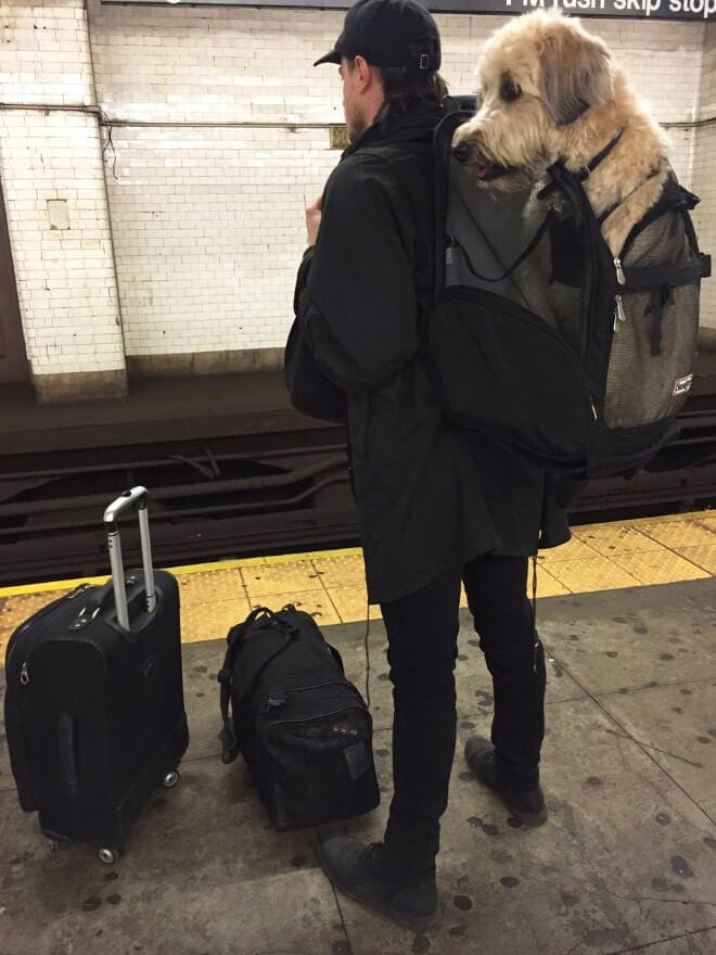 are dogs allowed on trains in nyc