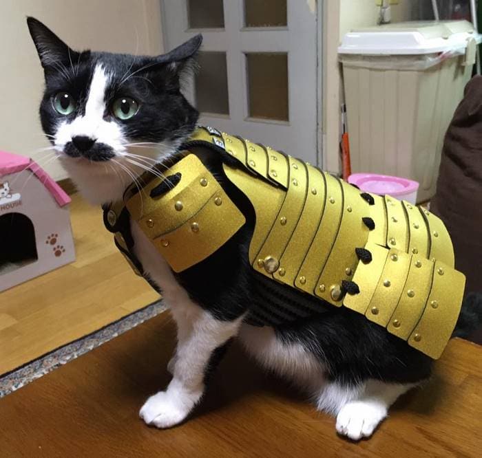 pet dog cat armor samurai age japan 2