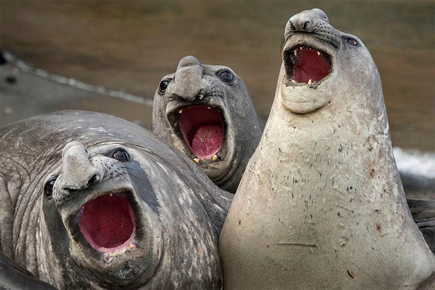 Hilarious Entries To The 2017 Comedy Wildlife Photography Awards