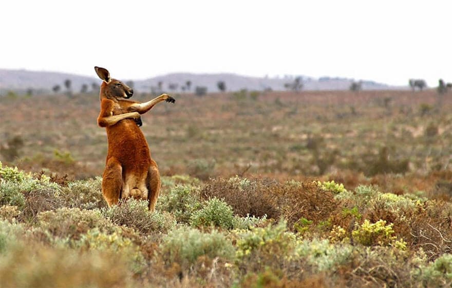 Hilarious Entries To The 2017 Comedy Wildlife Photography Awards