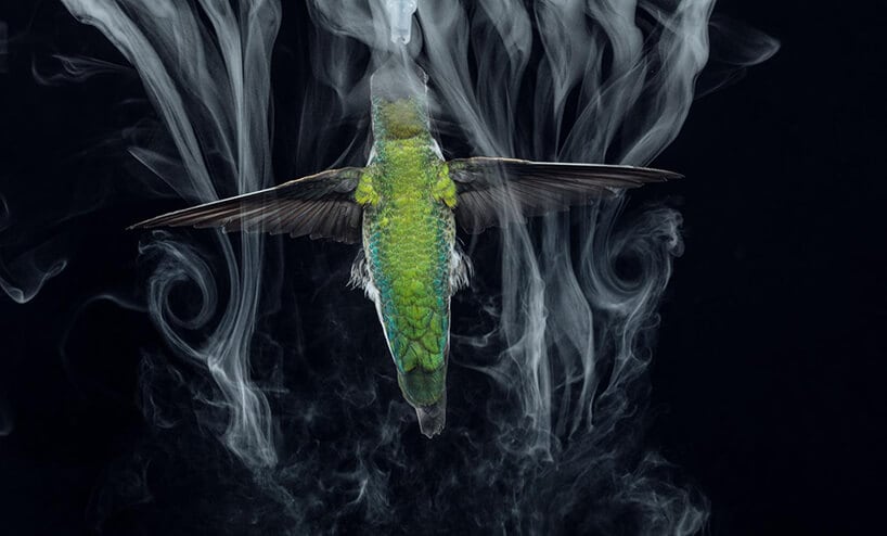 slow motion hummingbirds fy 7