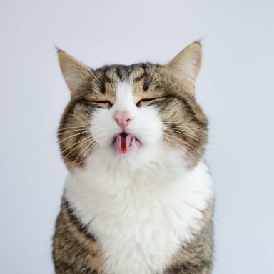 Meet Rexie Cute Cat That Sticks His Tongue Out | FREEYORK