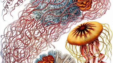 the art and science of ernst haeckel fy 1