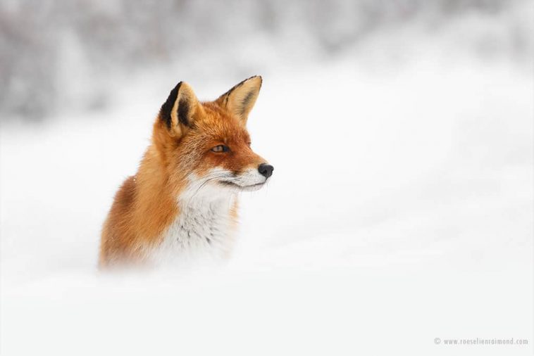 The Beauty Of Wild Red Foxes Photographed In The Winter Snow | FREEYORK