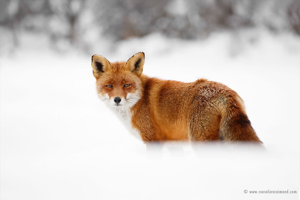 red fox photos snow roeselien raimond fy 17