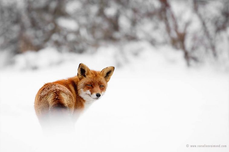 The Beauty Of Wild Red Foxes Photographed In The Winter Snow | FREEYORK