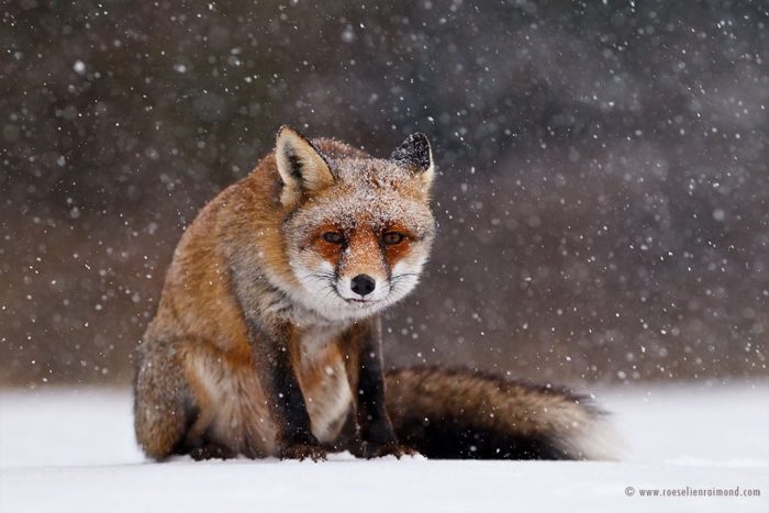 The Beauty Of Wild Red Foxes Photographed In The Winter Snow | FREEYORK