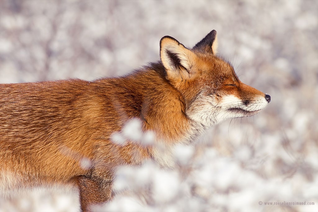 red fox photos snow roeselien raimond fy 3