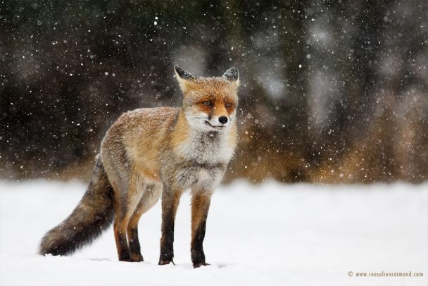 The Beauty Of Wild Red Foxes Photographed In The Winter Snow | FREEYORK