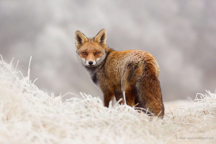 The Beauty Of Wild Red Foxes Photographed In The Winter Snow | FREEYORK