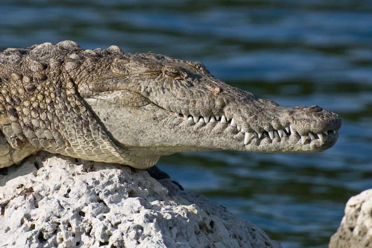 biscayne national park florida american crocodile wildlife 69421