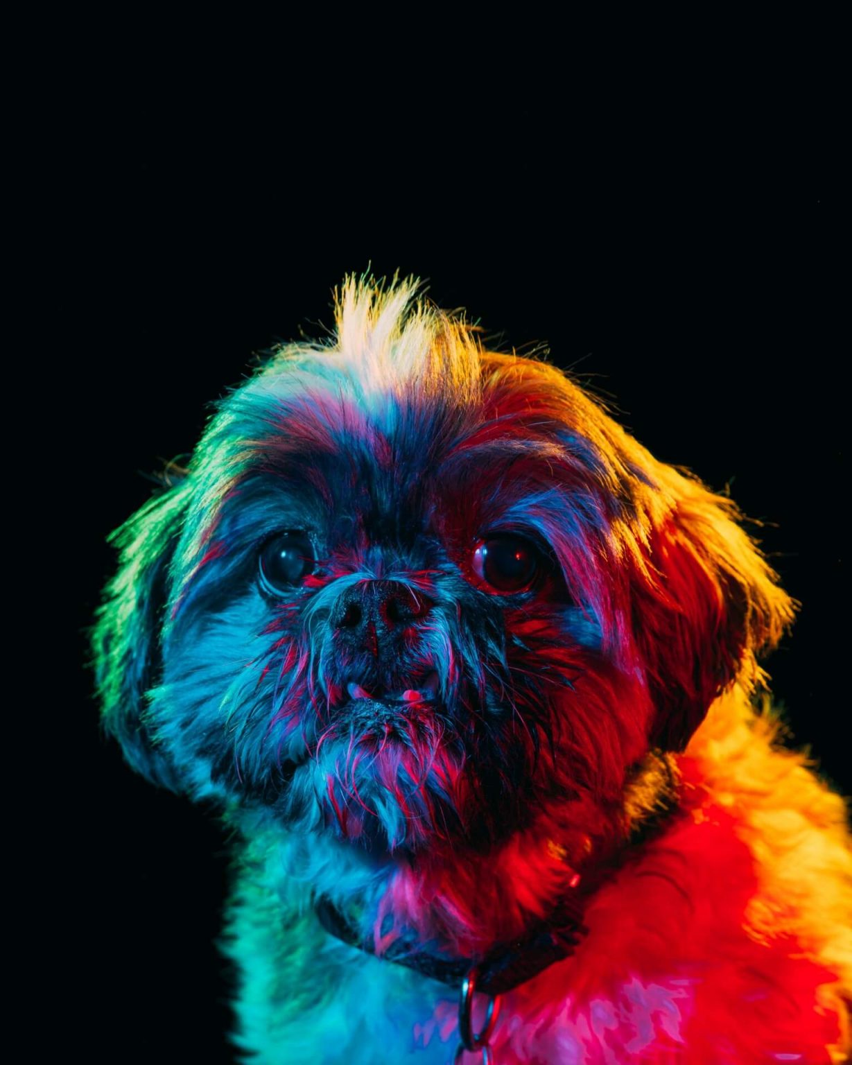 vivid arts resin dogs