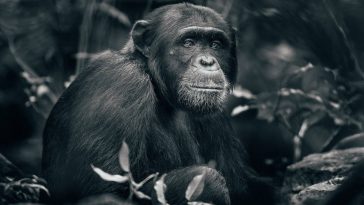 george turner rubondo island chimpanzee 5