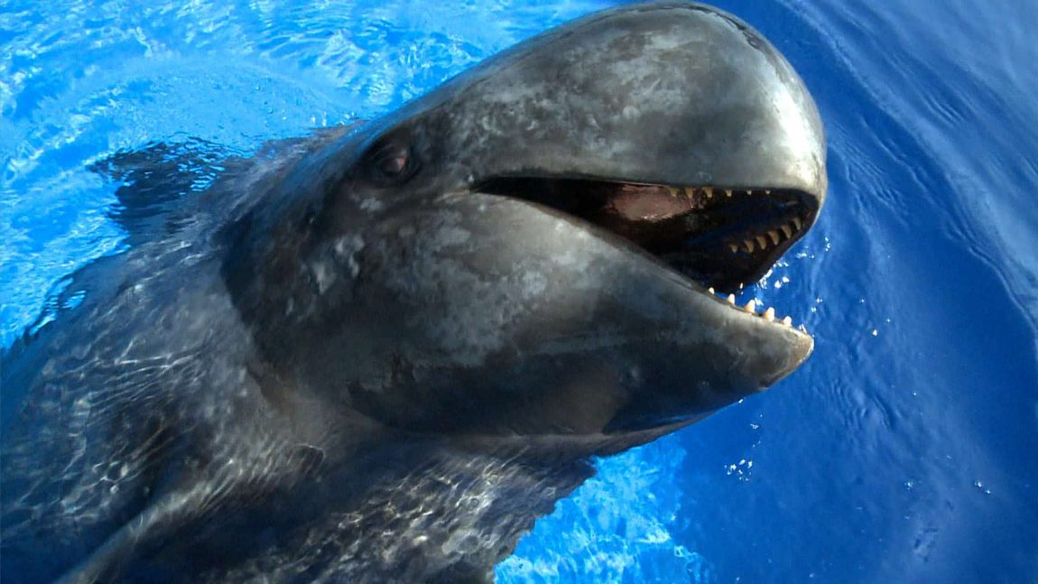 38 sully pilot whale