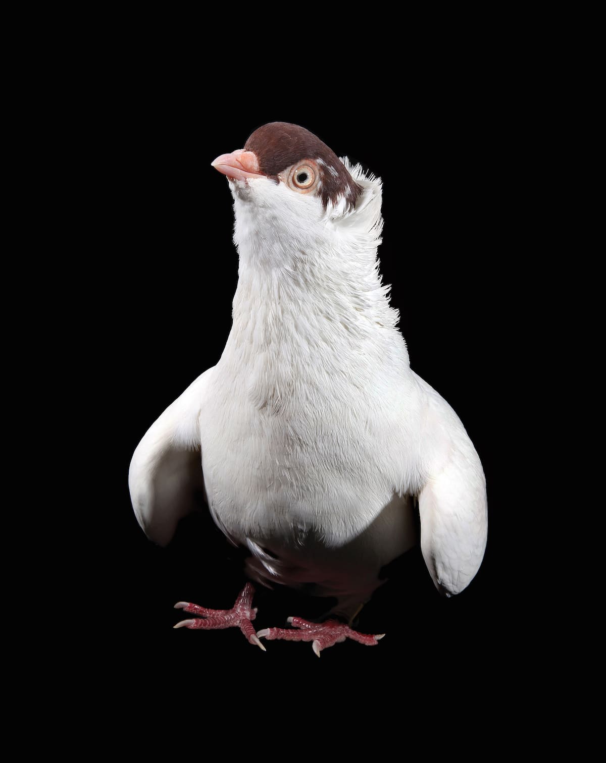 Photographer Andrew Garn Spent Eight Years Capturing the Charm of the Common City Bird