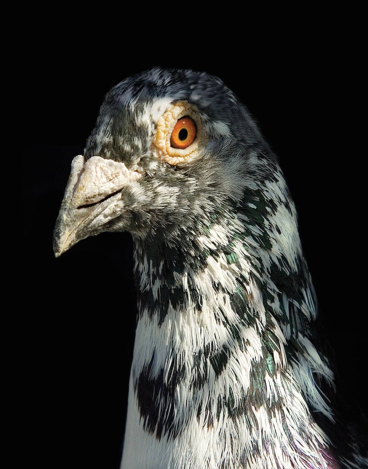 Photographer Andrew Garn Spent Eight Years Capturing the Charm of the Common City Bird