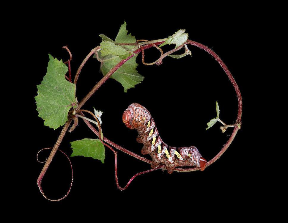 Samuel Jaffe's Feature a Magnificient Beauty of New England Caterpillars “father of monsters” – eumorpha typhon on arizona grape