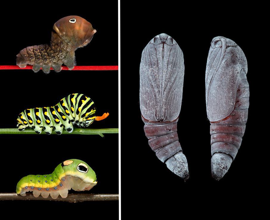 Samuel Jaffe's Feature a Magnificient Beauty of New England Caterpillars left: “three swallowtails” – papilio glaucus, polyxenes, and troilus | right: catocala innubens pupa