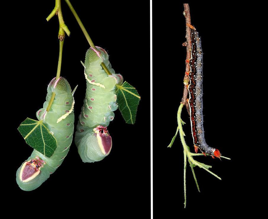 Left: Big Poplar Sphinx hanging on Poplar leaves | Right: Little Wife Underwing on Bayberry