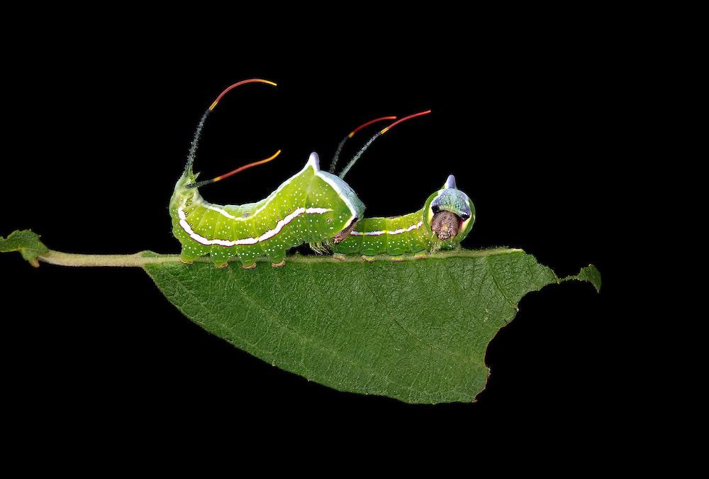 Samuel Jaffe's Feature a Magnificient Beauty of New England Caterpillars black-etched puss moth caterpillar on willow leaf