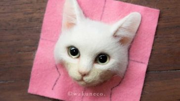 cats wakuneco 4