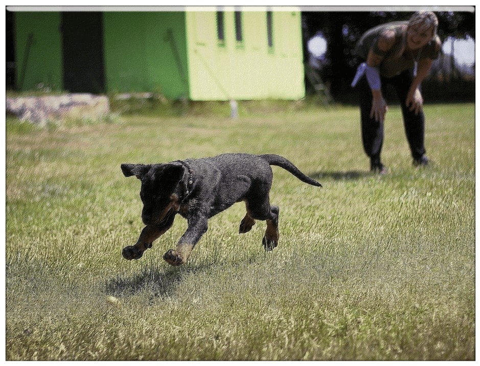 max polyakov`s dogs trainings