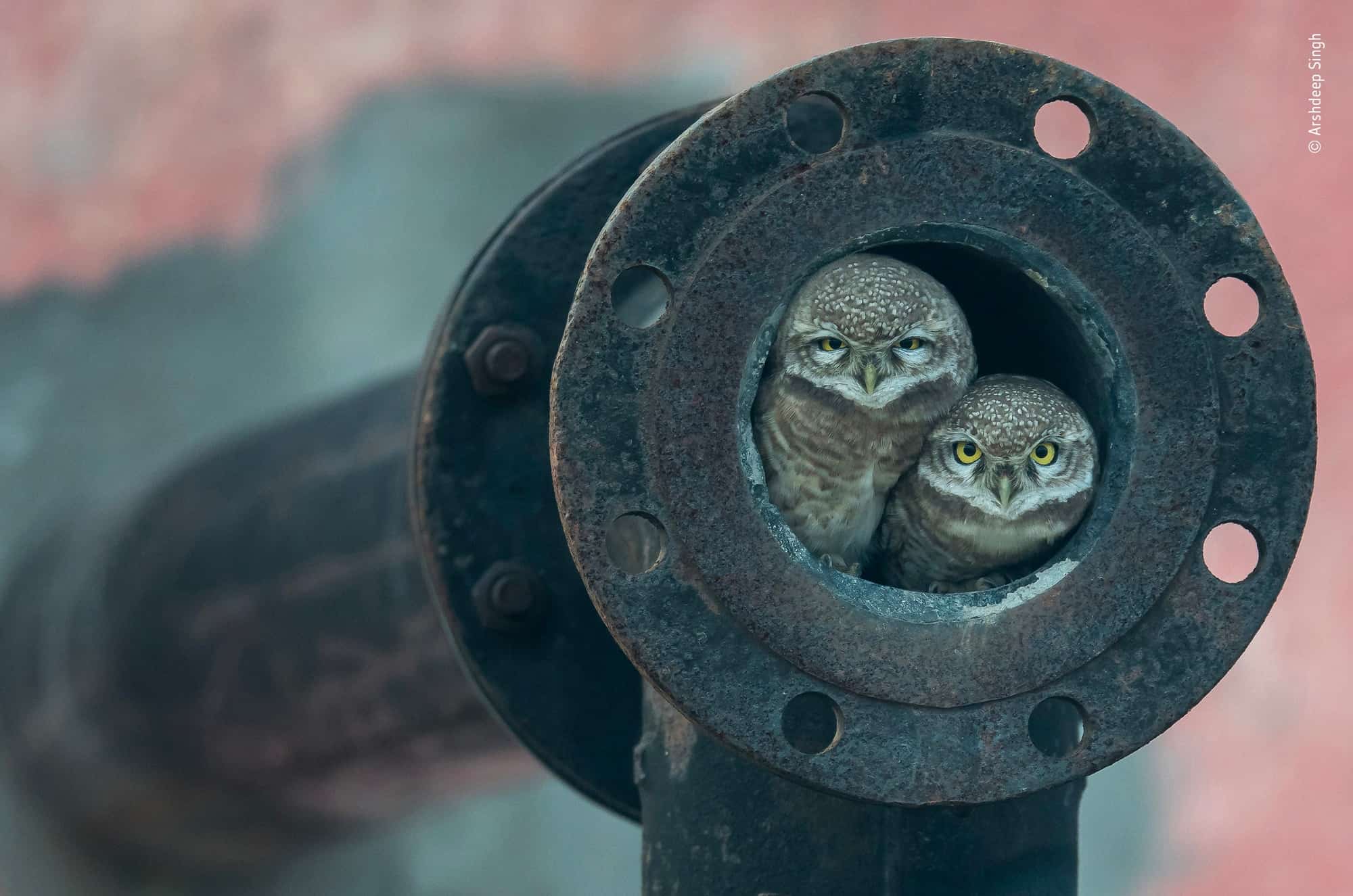 Exhibition '2018 Wildlife Photographer of the Year' Traveling Around the World