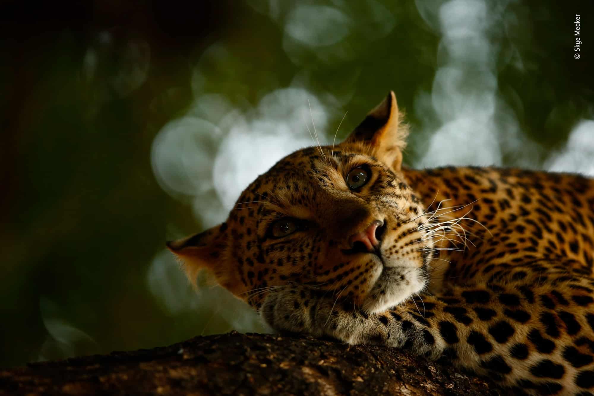 Exhibition '2018 Wildlife Photographer of the Year' Traveling Around the World