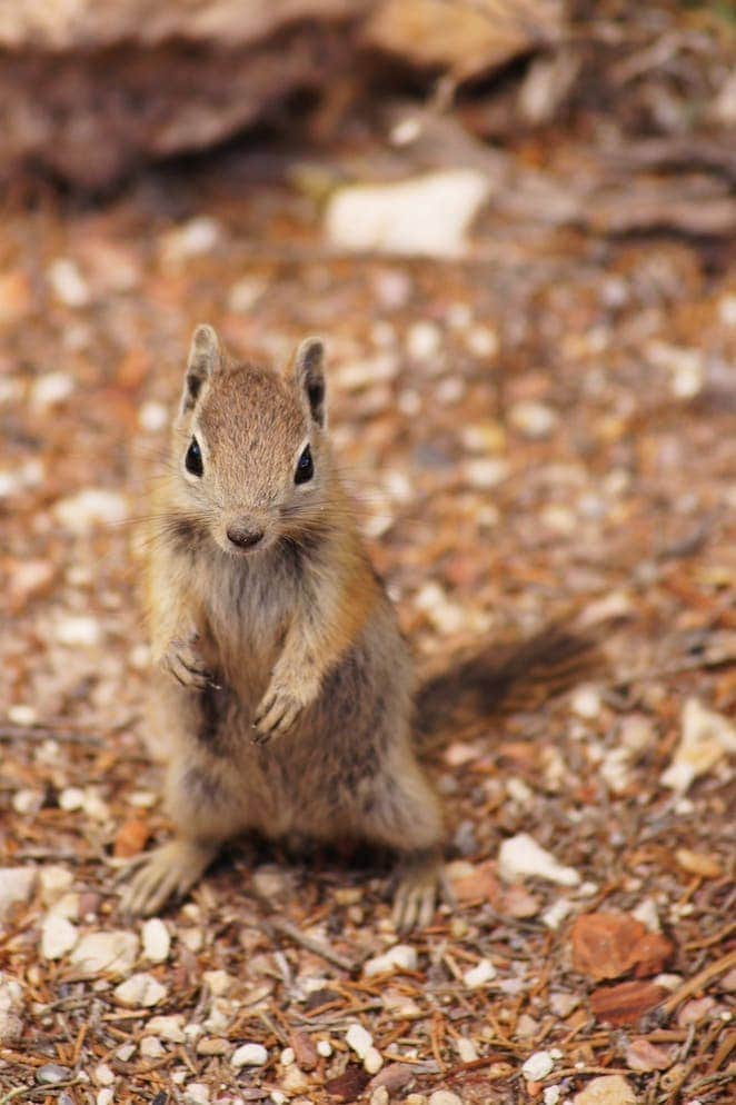 5 Things You Have to Do When Visiting Bryce Canyon