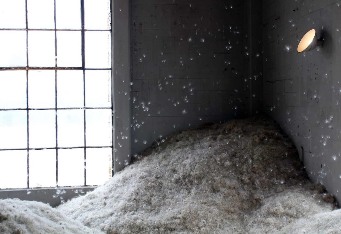 A Recent Installation In California Is Full Of Dandelions To Process Your Wish