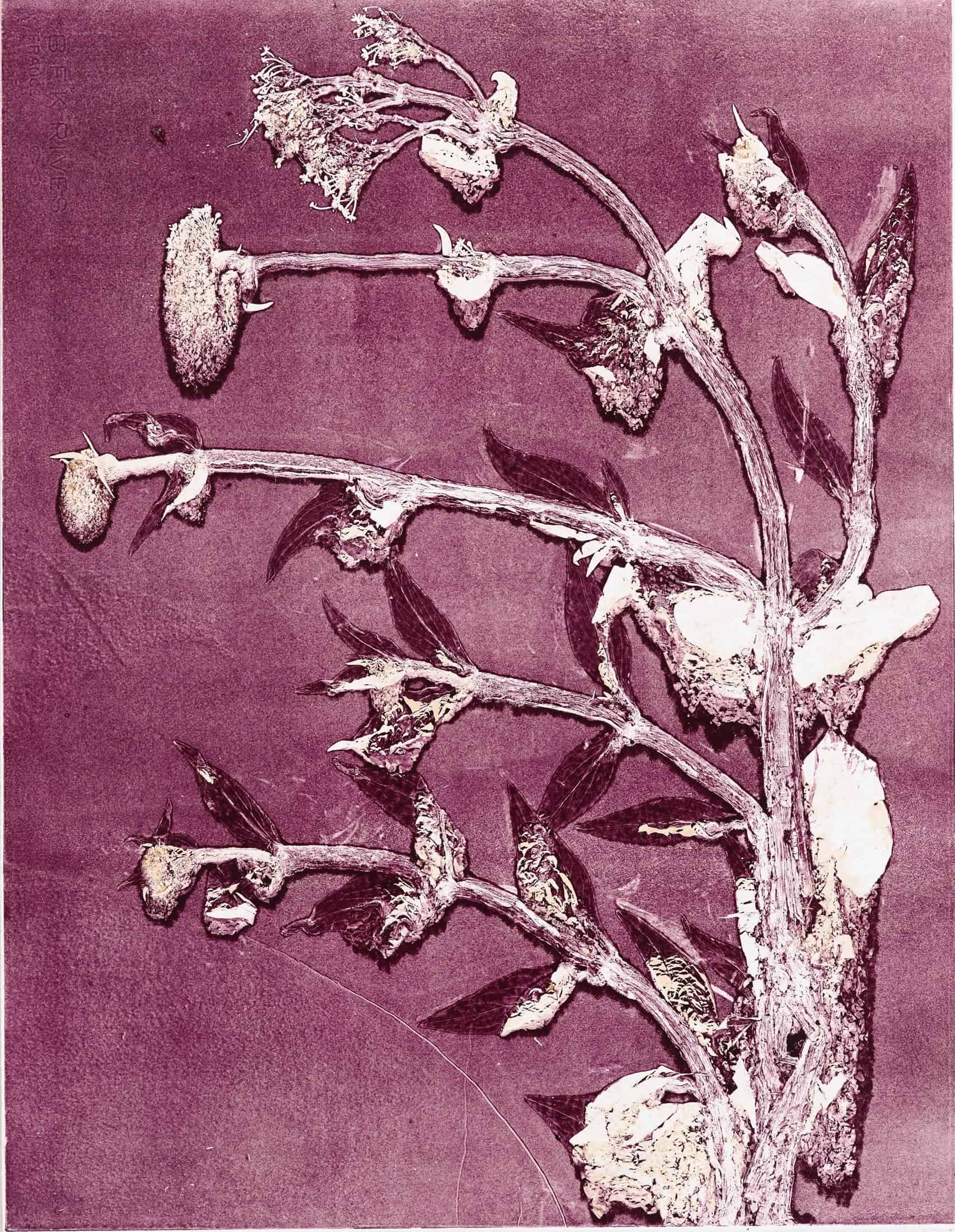Monoprint by Thomas Fougeirol in The Role of a Flower curated by Marie Salomé