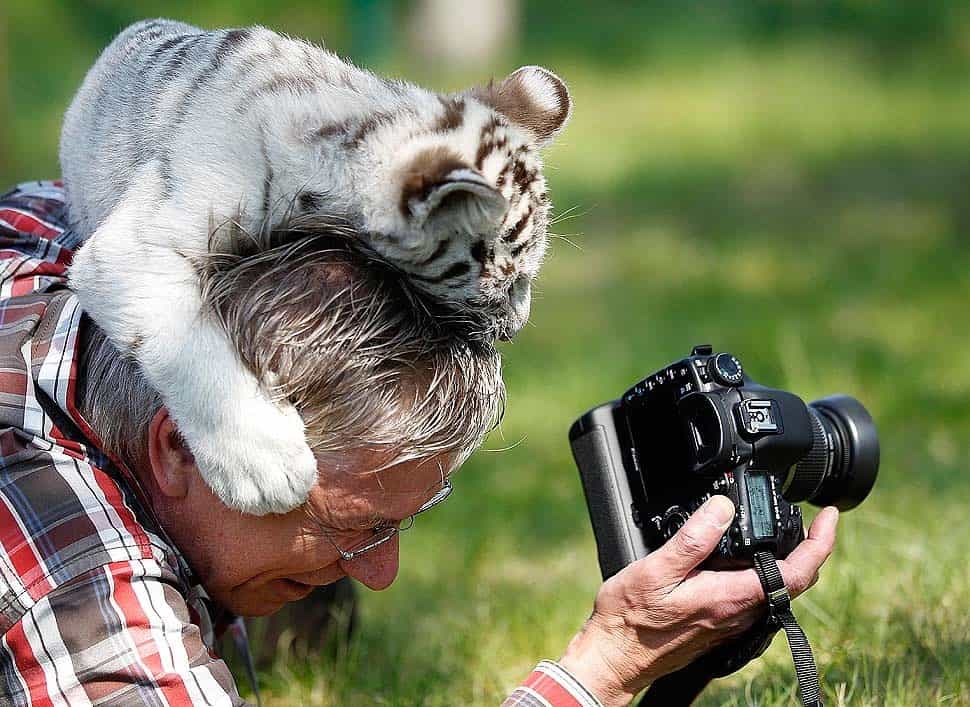 These funny photos show the hard work of wild photographers