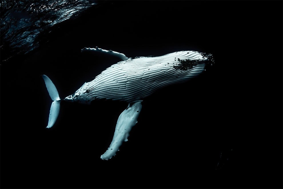 An underwater photographer captures photos of whales that you’ve never seen them before