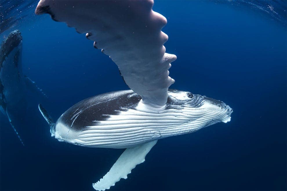 An underwater photographer captures photos of whales that you’ve never seen them before