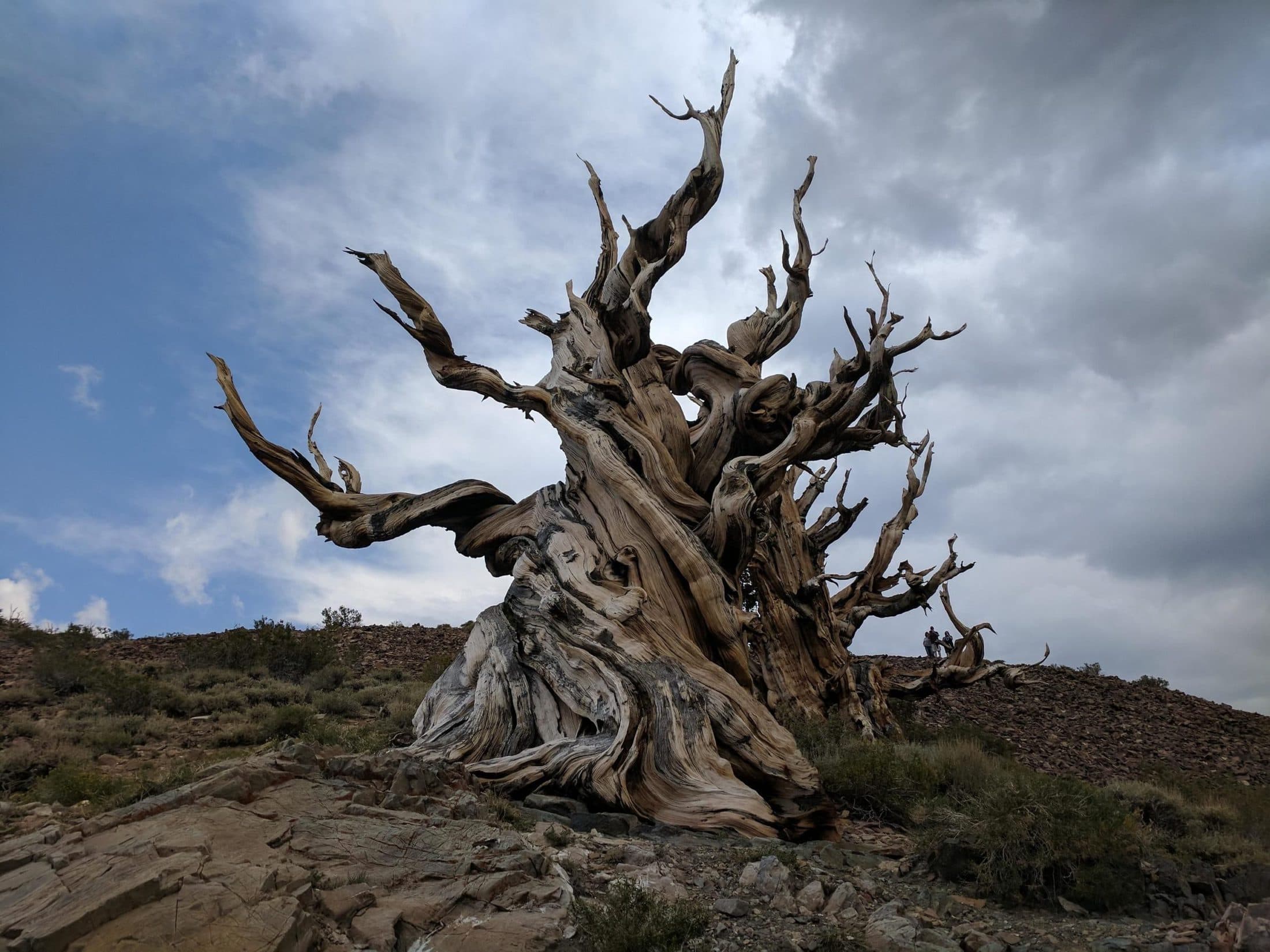 Methuselah Tree FREEYORK   3469da61f7b75a24a4e15e286194c052 Scaled 