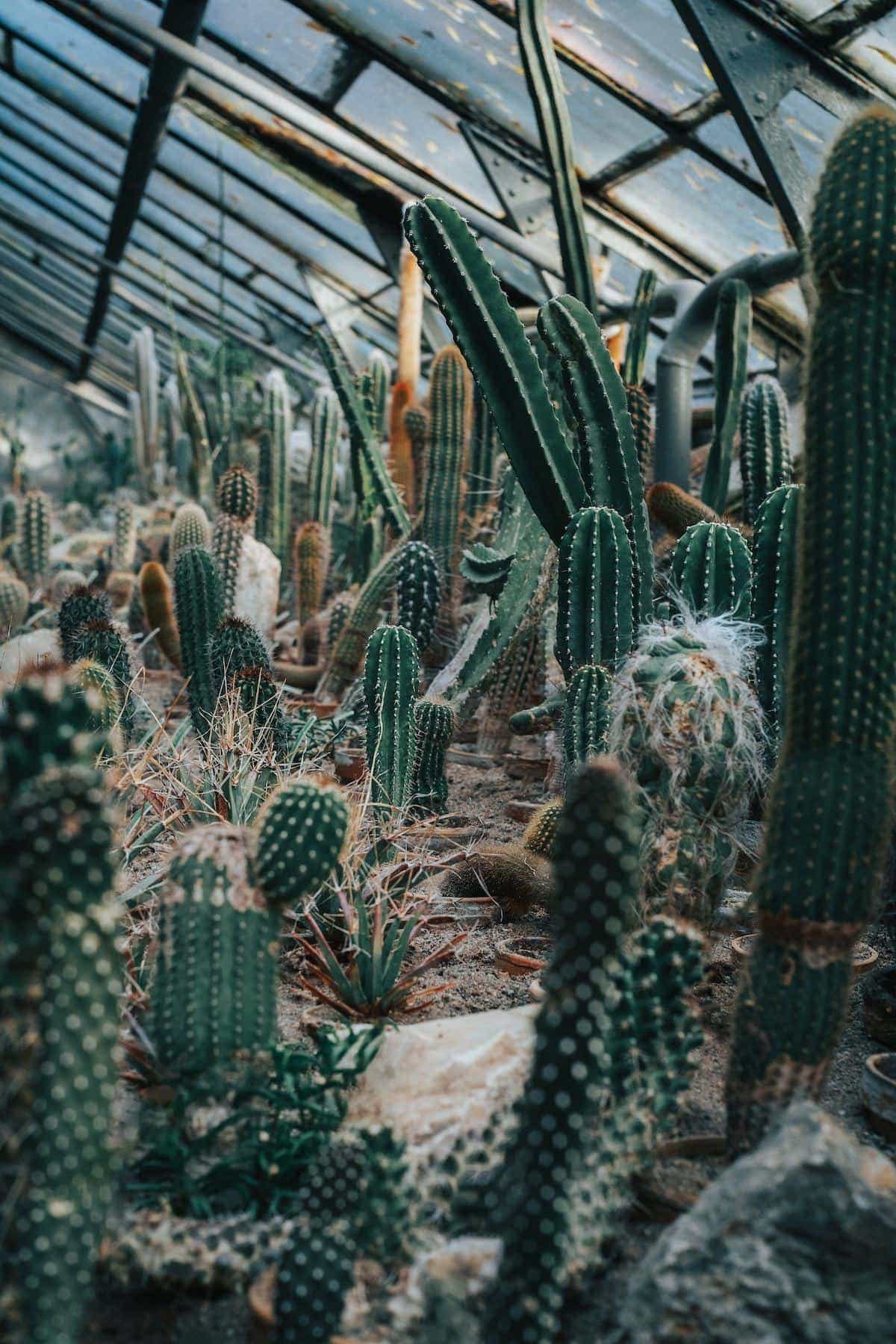 Things To Consider When Building A Greenhouse