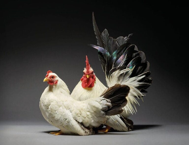 Photos Of Chicken Couples Show The Diversity Of Love Through
