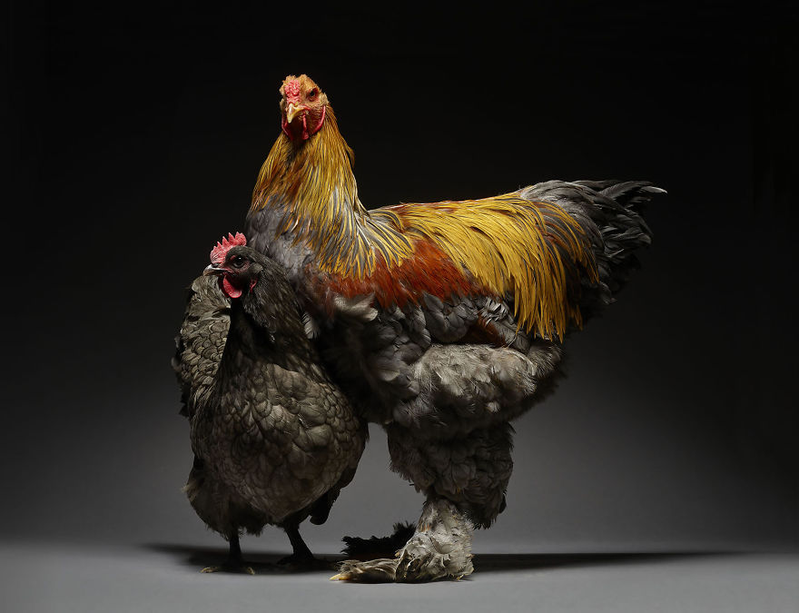 Photos of chicken couples show the diversity of love through
