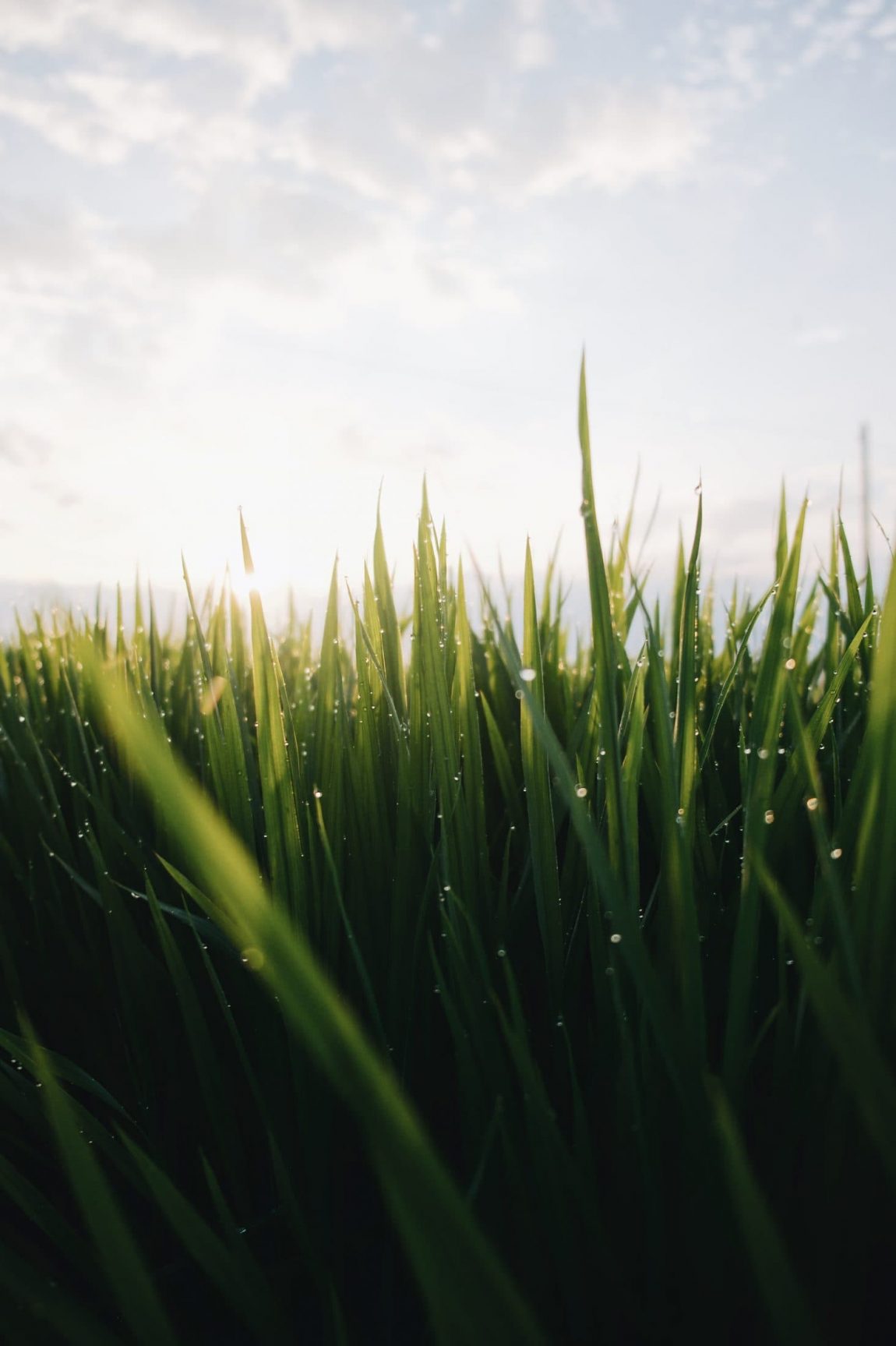 Grass
